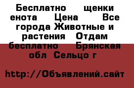 Бесплатно !!! щенки енота!! › Цена ­ 1 - Все города Животные и растения » Отдам бесплатно   . Брянская обл.,Сельцо г.